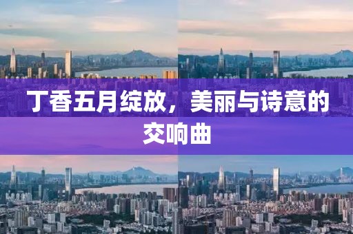 丁香五月绽放，美丽与诗意的交响曲