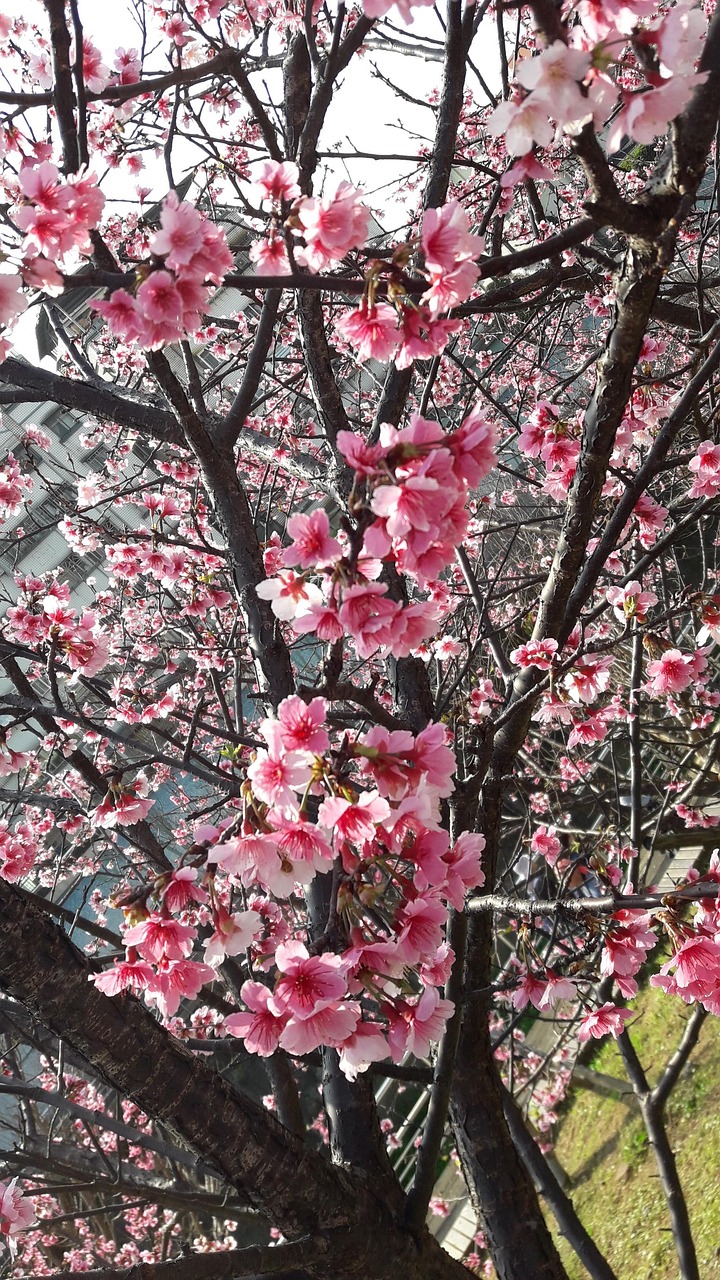 五月武汉东湖樱花盛况，绚烂花海盛宴